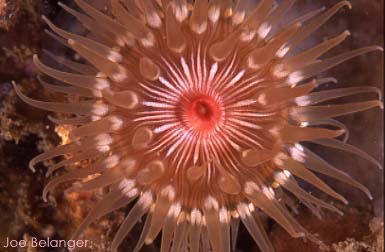 Anemone