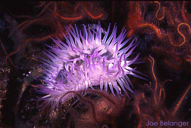 Aggregating anemone
