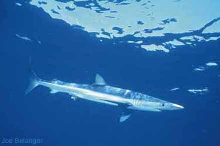 Blue Shark
