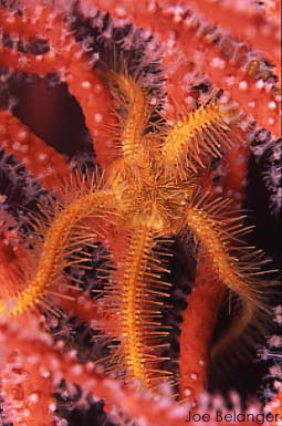 Brittle Star