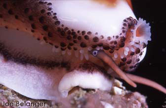Chestnut Cowry