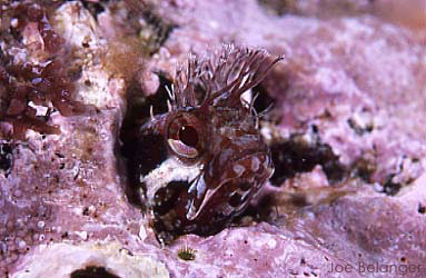 Fringe Head Blenny