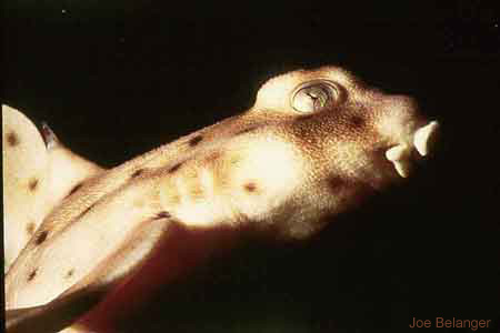 Horn Shark
