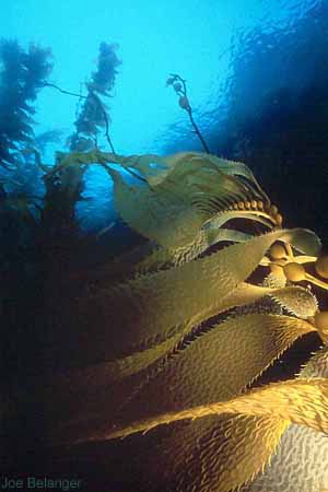 Giant Kelp