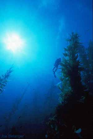 Kelp Bed