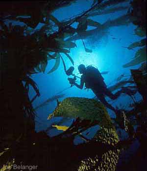 Kelp Bed