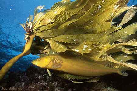 Kelpfish