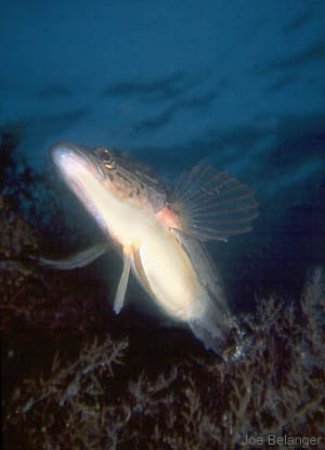 Giant Kelpfish