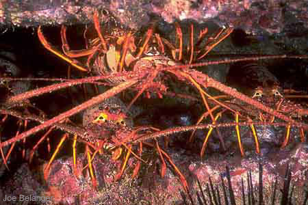 California Spiny Lobster