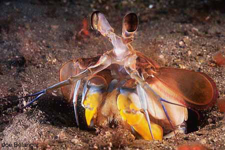 Mantis Shrimp
