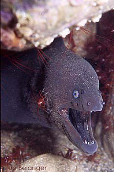 Moray Eel