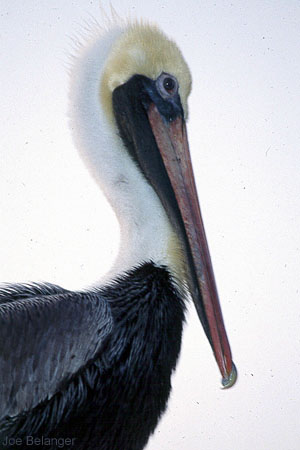 Pelican