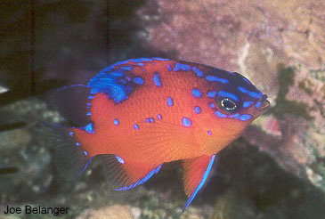 Juvenile Garibaldi