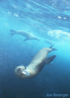California Sealion