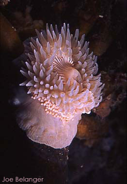 Proliferating Anemone