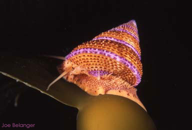 Purple Ringed Top Shell
