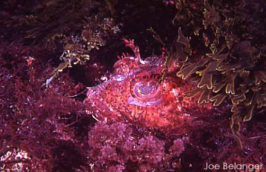 California Scorpionfish