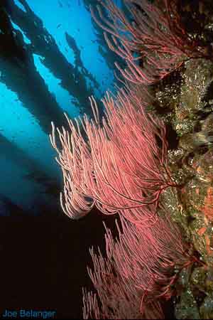 Red Gorgonian Seafan