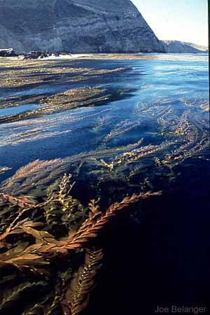 Kelp Bed