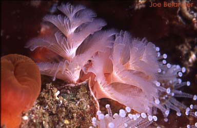 Tube Worm