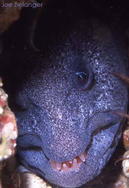 Wolf Eel