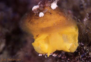 Yellow Umbrella Shell